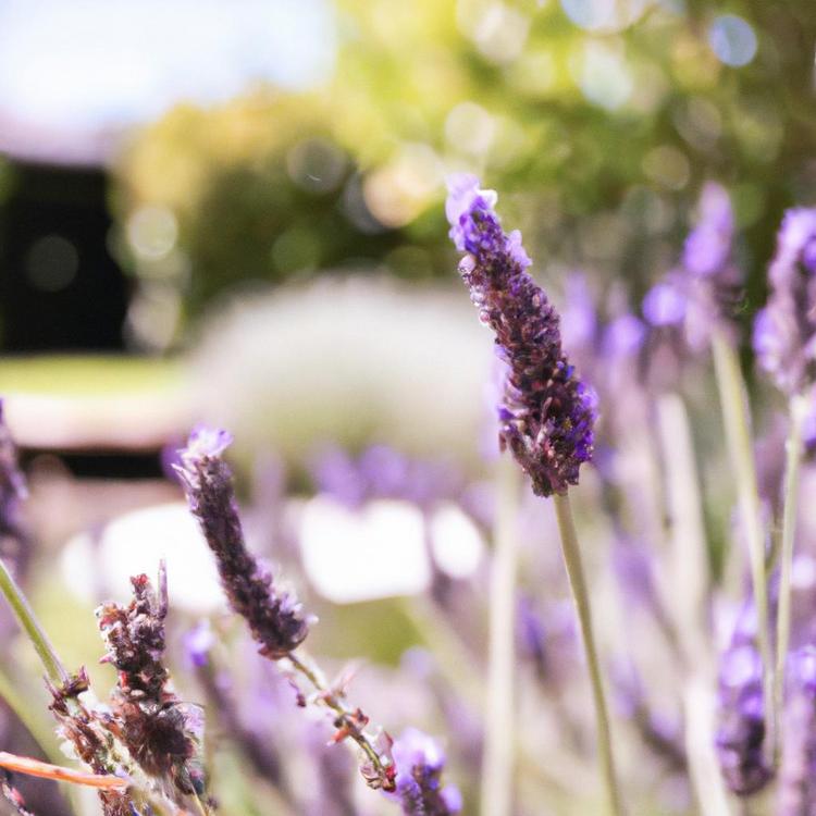 W Jakich miesiącach kwitnie lawenda?